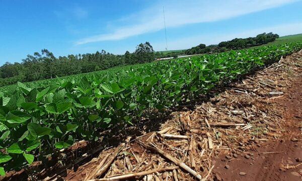 El Niño aumenta riscos para a soja na safra 26/27; veja como se preparar