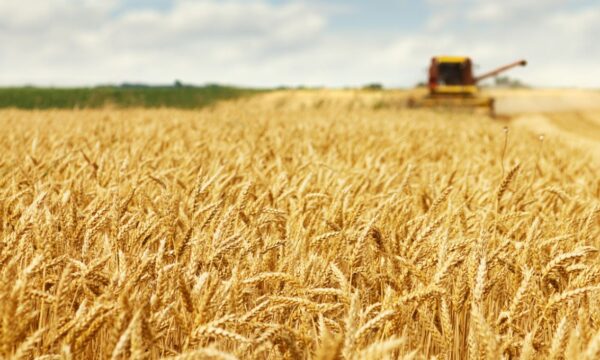 Trigo sobe para maior valor em 3 anos devido às tensões no Mar Negro