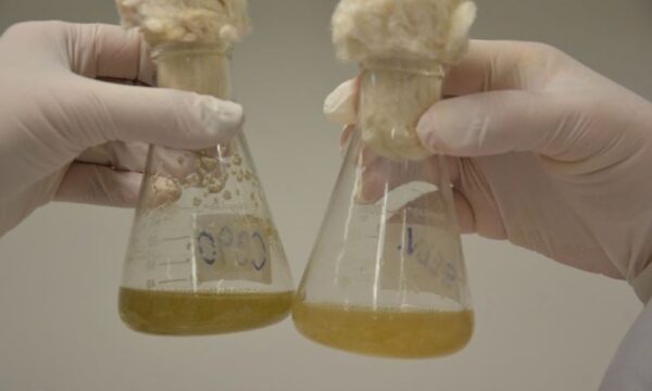 Cogny obtém autorização inédita para uso industrial de OGMs em bioinsumos