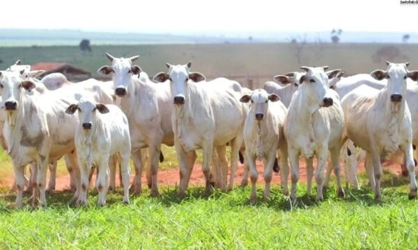 Preço da arroba do boi: veja o fechamento do mercado em 9 estados