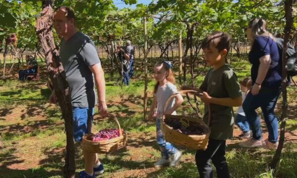 Cidades do noroeste paulista investem na experiência do campo para atrair visitantes