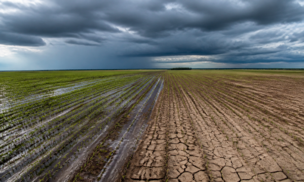 OMM confirma Super El Niño e eleva alerta para a agricultura