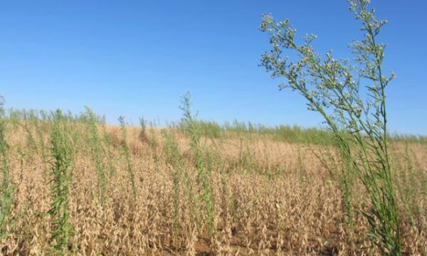 ‘É importante iniciar uma nova safra com a expectativa de não ter plantas daninhas’, alerta pesquisador da Embrapa